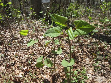 Japanese Knotweed Go Native Long Island