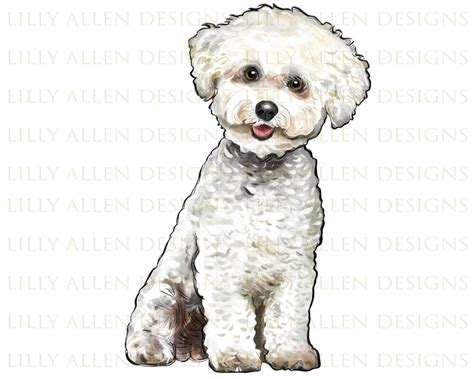 Bichons Frise Dog Illustrations Png Digital Downloaddog Pngprintable