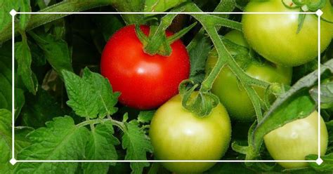 Tomato Companion Plants Great Pairings