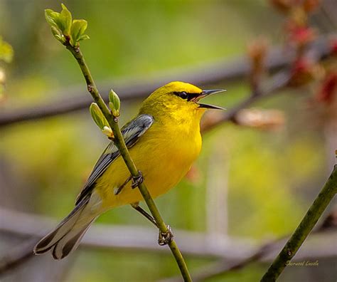 Sll5700 Blue Winged Warbler Sherwood Lincoln Flickr