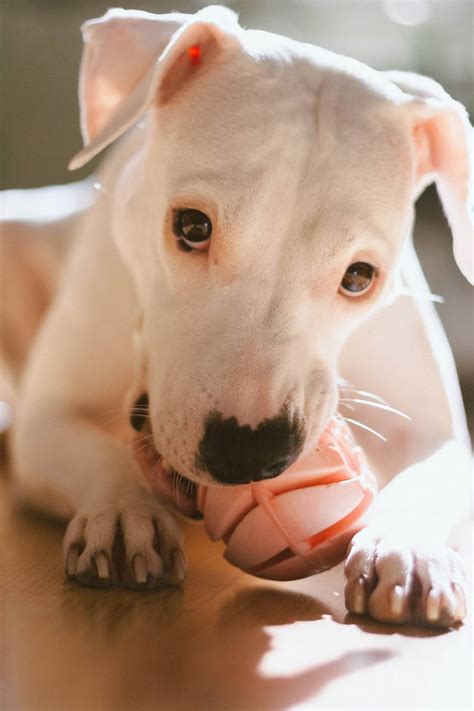 Dogo Argentino Características Carácter Y Cuidados