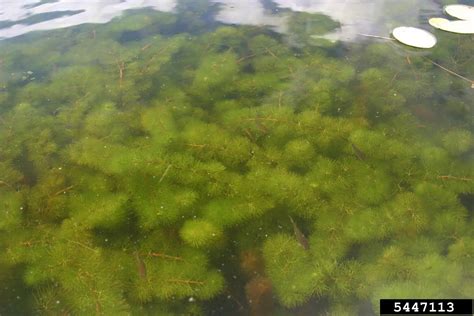 Fanwort Alberta Invasive Species Council