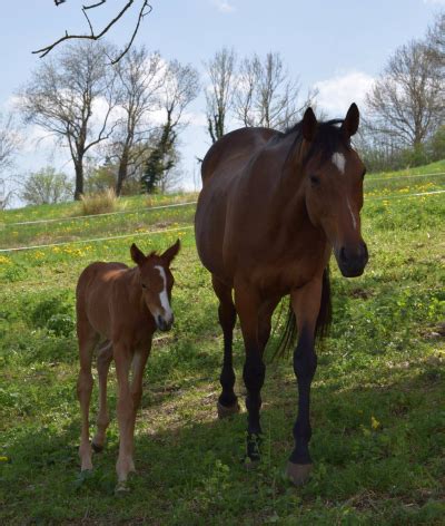 Les Crins De Romant Dans Le Vercors Labellis S Equures Label Equures