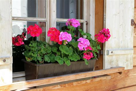 Pelargonia Rabatowa Pelargonium Hortorum Opis Wygl D Wymagania