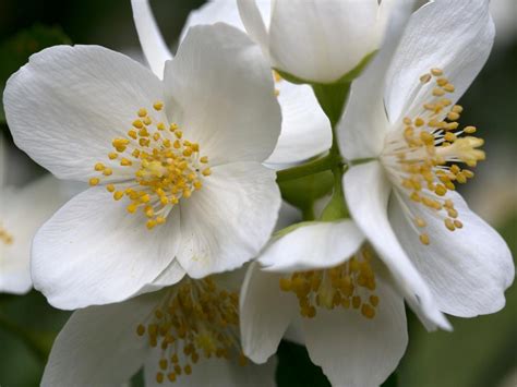 25 Best Flowering Shrubs For Full Sun Hgtv