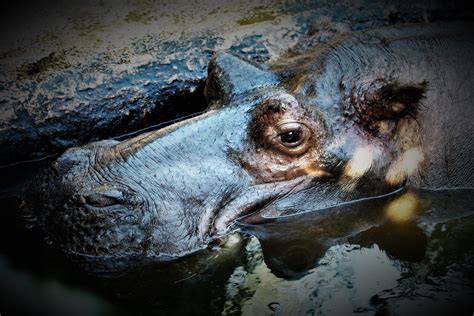 Hippo Trilogy 3 Ulla Smidt Berner Flickr