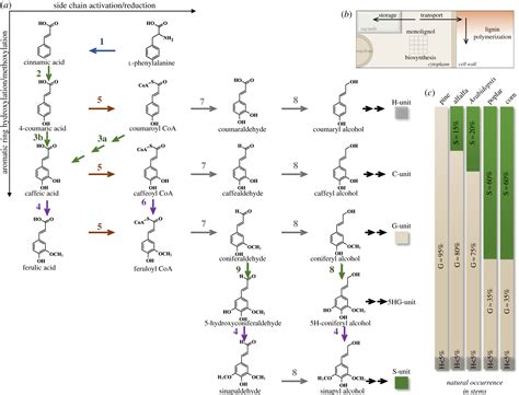 Lignin Biosynthesis Old Roads Revisited And New Roads Explored Open