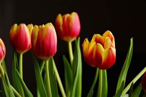 Tulip Flower Wallpaper Hd In Black Background