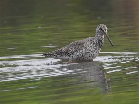 Common redshank - Facts, Diet, Habitat & Pictures on Animalia.bio