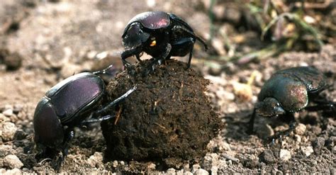 10 Interesting Facts About Dung Beetles A Z Animals