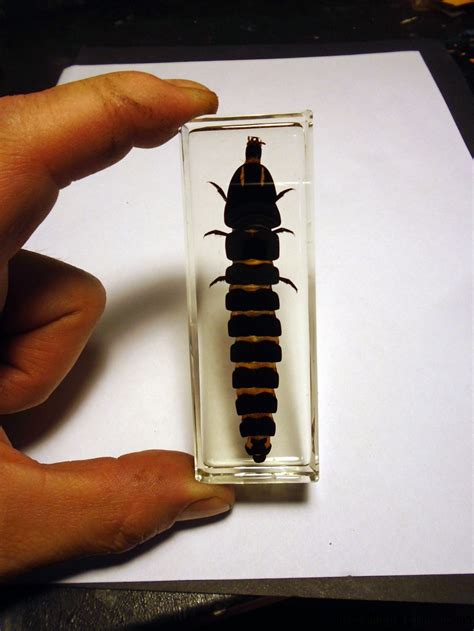 PLEOTOMUS FIREFLY LARVAE ( Lampyridae ) EMBEDDED IN CLEAR RESIN