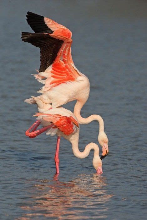 Pin By Maryam On Flamingo Beautiful Birds Pet Birds Nature Birds