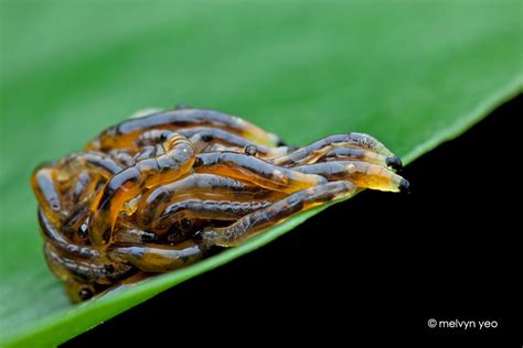 Dark Winged Fungus Gnats Larvae (Sciaridae) by melvynyeo on DeviantArt