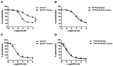 Selective Deficiency In Endothelial Ptp1b Protects From Diabetes And Endoplasmic Reticulum