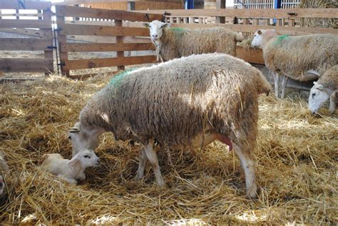 Intervenir à lagnelage si nécessaire Maison de l élevage du Tarn