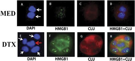 Dying Tumor Cells Release Hmgb Which Induces Clusterin From