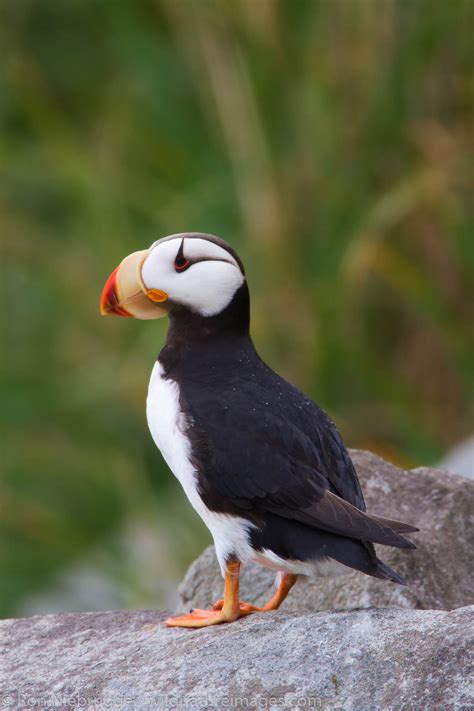 Horned Puffin | Alaska Maritime National Wildlife Refuge near Lake ...