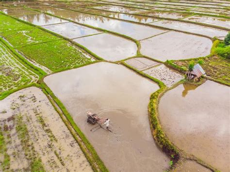 Os Campos De Arroz S O Inundados Gua Arrozais Inundados M Todos