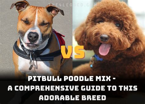 Pitbull Poodle Mix - A Comprehensive Guide To This Adorable Breed