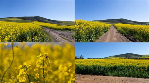 ArtStation - Canola flower fields | Resources