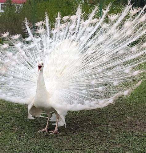 Male White Peacock Pavo Cristatus Mut Spread His Tail And Screams