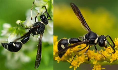 14 Common Wasps Hornets In North Carolina ID Guide Bird Watching HQ