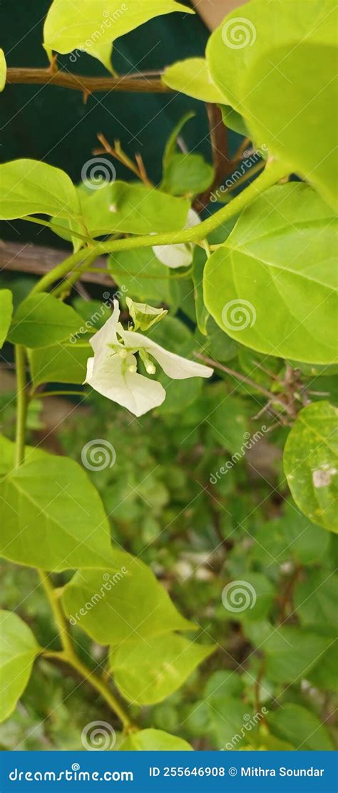 Bougainvillea Glabra The Lesser Bougainvillea Paperflower Stock Photo