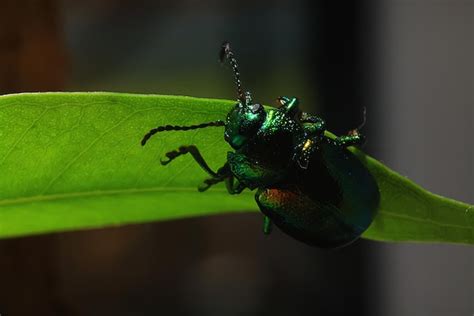 Premium Photo | Macro small beetle nature insect garden