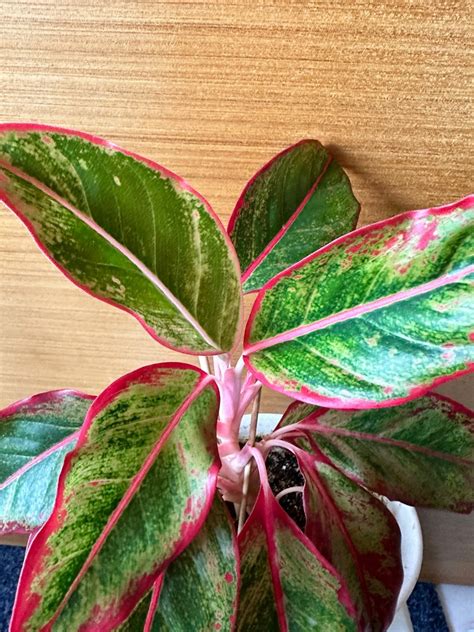 Red Aglaonema Furniture Home Living Gardening Plants Seeds On