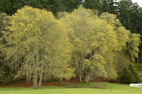 Book Review Forest Bathing How Trees Can Help You Find Health And