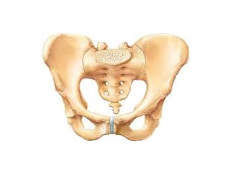 Pelvic Girdle Diagram | Quizlet