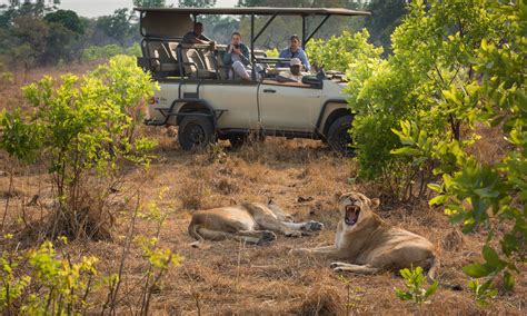 Kafue Zambian Wildlife Safaris In Winter Blog Green Safaris