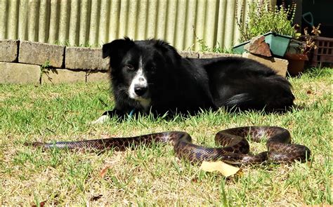 Canine Snake Avoidance Training | Australian Dog Lover