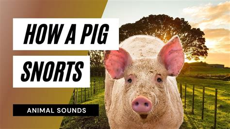 The Animal Sounds Pig Snorts Sound Effect Animation Youtube