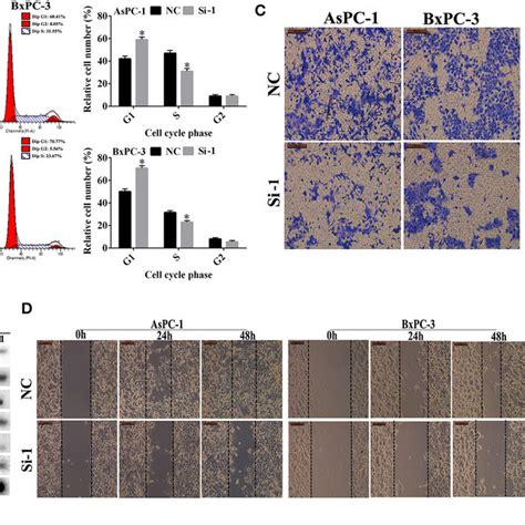 The Effect Of Tuba C Knockdown On Cell Viability And Apoptosis In