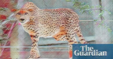 Indias Reintroduction Of Cheetahs Under Scrutiny Financial News