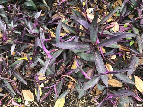 Plante C Ur Violet Tradescantia Pallida Conseils De Culture Et D