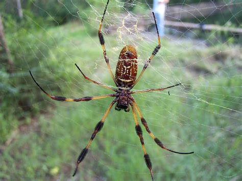 Underside Og Big Banana Spider Neil Flickr