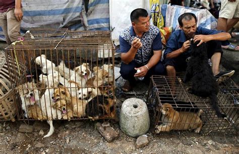 ️festival De Yulin La Cuestionada Celebración China