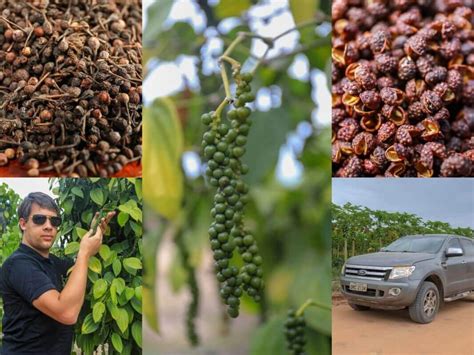 Poivres Rares Achat Et Vente De Poivre Rare De Qualit En Grain