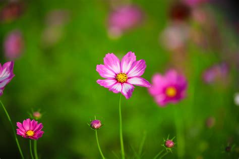 Cosmos Flores Cor De Rosa Foto Gratuita No Pixabay Pixabay