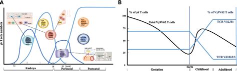 Frontiers Comparing Mouse And Human Tissue Resident γδ T Cells