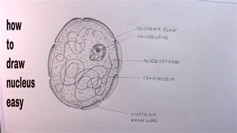 How To Draw Nucleus Step By Step Draw Nucleus Class 9 Youtube