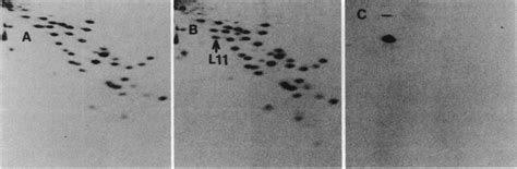 2d Page Of B Stearothermophilus 70s Ribosomal Proteins A