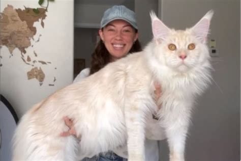 Mulher Mostra Rotina De Gato Gigante De Nove Meses Mais De Kg