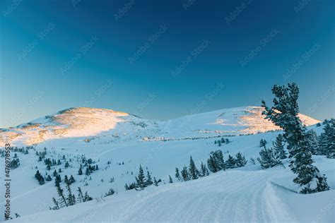 Snowcat tracks on a ridge covered with fir trees in Sheregesh in winter ...