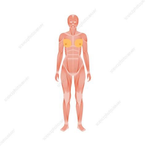 Female Muscular System Illustration Stock Image F