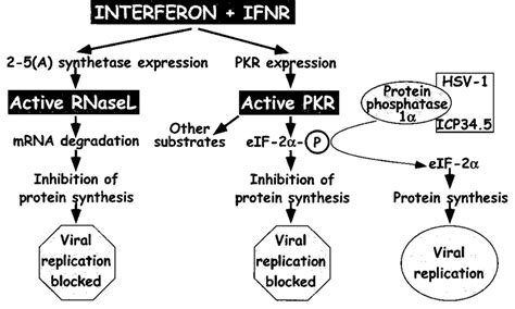 Innate Immune Signalling Pathways 네이버 블로그