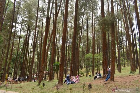 Wisata Hutan Pinus Di Madiun Antara News Jawa Timur