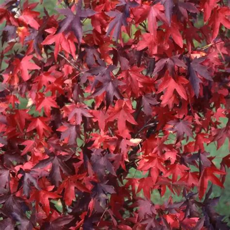 Liquidambar Styraciflua Cowells Garden Centre Woolsington